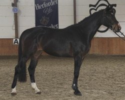 broodmare Quintaner R (Westphalian, 2009, from Quintender 2)