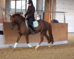 horse Fflur Get up and Go (Welsh-Cob (Sek. D), 2001)