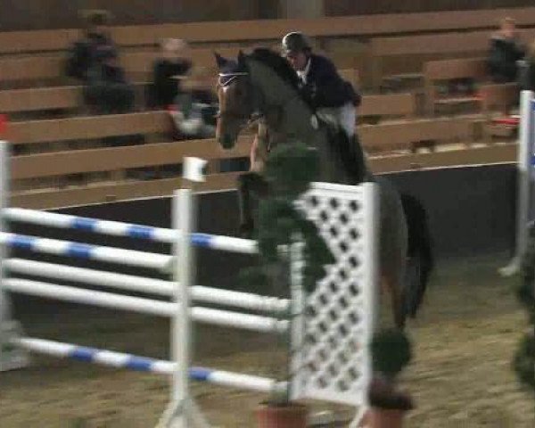 Springpferd Larius Junior (Westfale, 2002, von Larius W)