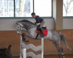 Jumper Contaro 11 (Holsteiner, 2002, from Contender)