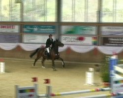 jumper Manhattan 78 (anglo european sporthorse, 2005, from Marome NW)