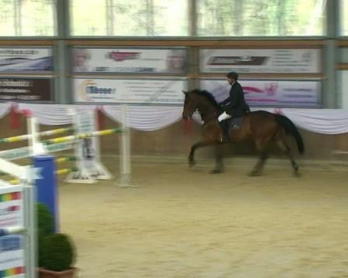 Springpferd Sergio 25 (KWPN (Niederländisches Warmblut), 1999, von Julio Mariner xx)
