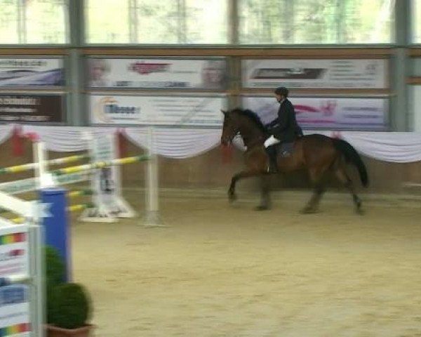 Springpferd Sergio 25 (KWPN (Niederländisches Warmblut), 1999, von Julio Mariner xx)
