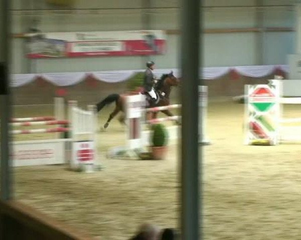 jumper Quifilio K (Zangersheide riding horse, 2003, from Quinar)