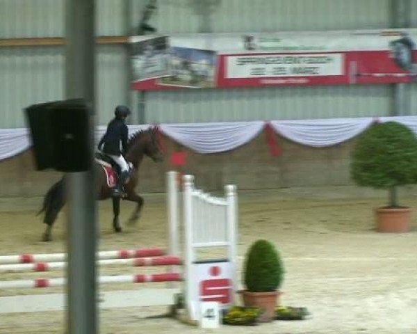 Dressurpferd Dos Mourus (Deutsches Reitpony, 2007, von FS Don't Worry)