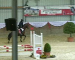 dressage horse Dos Mourus (German Riding Pony, 2007, from FS Don't Worry)