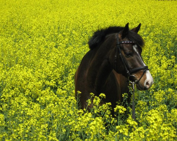 dressage horse Colonelson (German Riding Pony, 2000, from Colonel) dressage horse Colonelson (German Riding Pony, 2000, from Colonel)