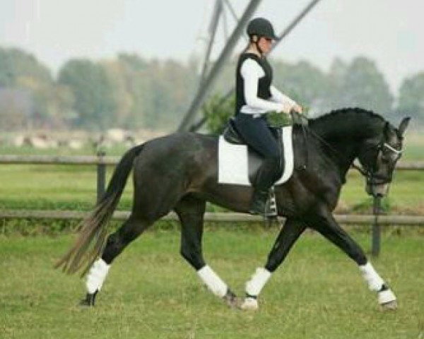dressage horse Zanzibar (KWPN (Royal Dutch Sporthorse), 2004, from Rubels)