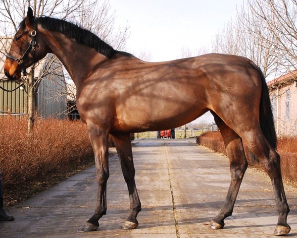 Zuchtstute Brikscha II (Holsteiner, 2009, von Aragorn W)