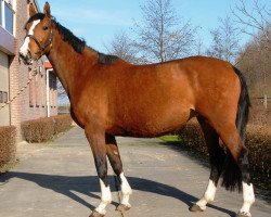 broodmare Zandra I (Holsteiner, 2007, from Lord Z)