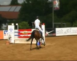 dressage horse Calife de Fuyssieu Z (Zangersheide riding horse, 1999, from Calvaro Z)