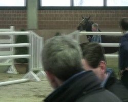 jumper Diacorado (Hanoverian, 2009, from Diarado)