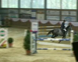 broodmare Tarliena Z (Zangersheide riding horse, 2005, from Treasure Z)