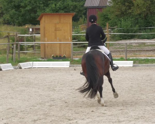 Reitturnier Köngen 2022