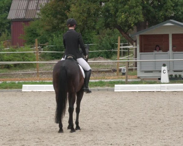 Reitturnier Köngen 2022