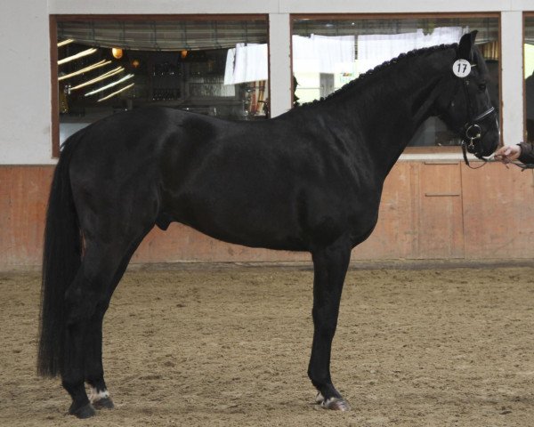 Caballo Dmax (Westfaliano, 2008, de Dresden Mann)