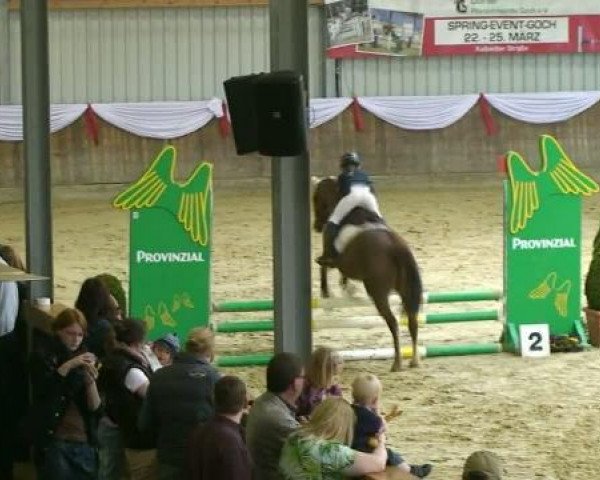 jumper Danoontje Power (Dutch Pony, 1989)