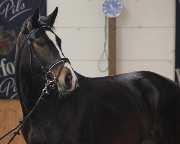 horse Carla (Westphalian, 2009, from Coronas 2)