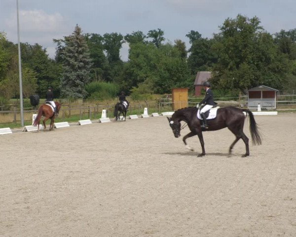 Reitturnier Köngen 2022