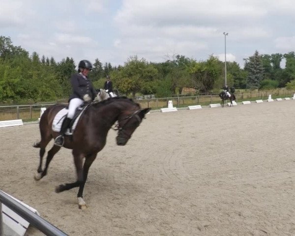 Reitturnier Köngen 2022