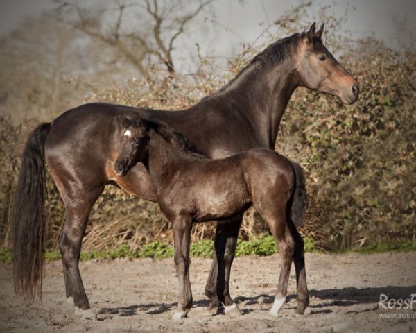 Springpferd Dynastie OLD (Oldenburger Springpferd, 2012, von Diarado)