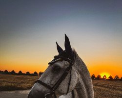 dressage horse Warina W (Rhinelander, 1998, from Warsteiner)