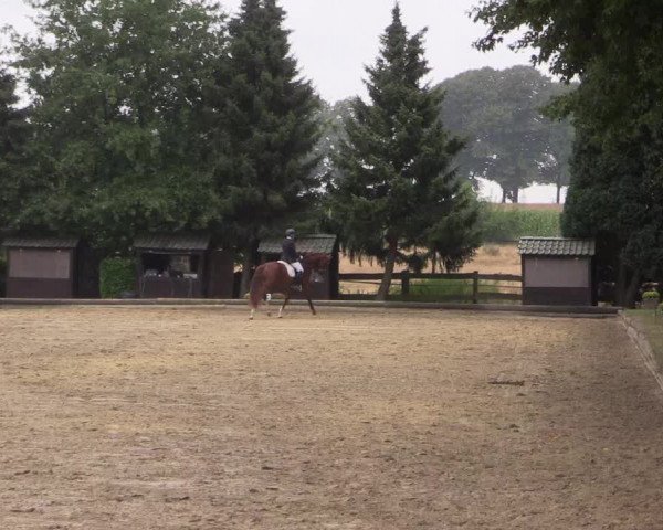 Reitturnier Datteln 2022