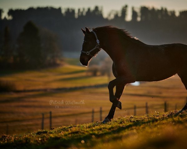 Springpferd Chiara 318 (Oldenburger, 2007, von Charming Boy 38) Springpferd Chiara 318 (Oldenburger, 2007, von Charming Boy 38)