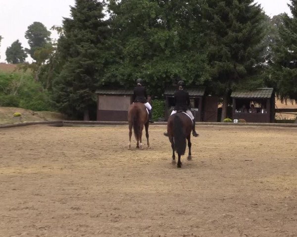 Reitturnier Datteln 2022