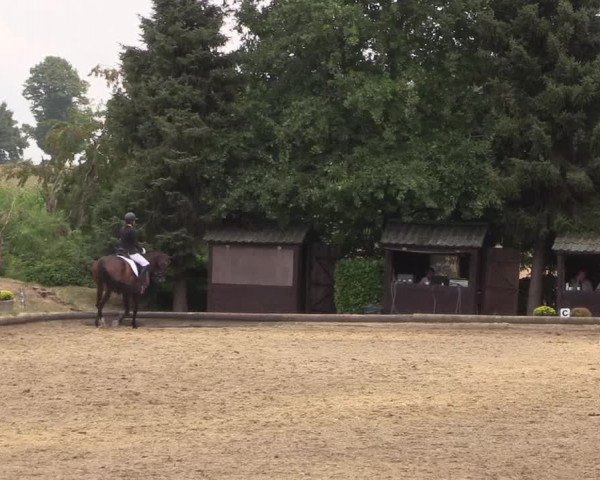 Reitturnier Datteln 2022