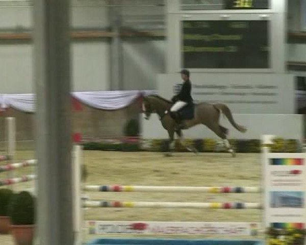 jumper Silvermoon 28 (German Warmblood, 2002, from Silverado)