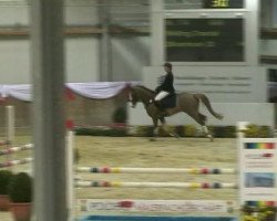 jumper Silvermoon 28 (German Warmblood, 2002, from Silverado)