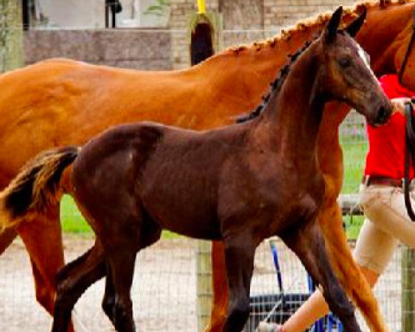 horse CF Doppleganger (Oldenburg, 2014, from Don De Marco) horse CF Doppleganger (Oldenburg, 2014, from Don De Marco)