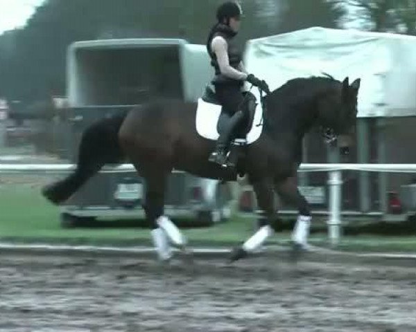 dressage horse Romelia (Hanoverian, 2005, from Rotspon)