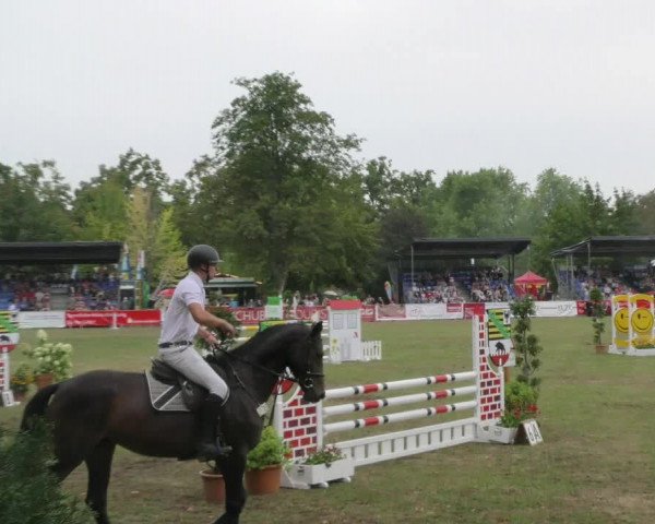 Reitturnier Aschersleben 2022