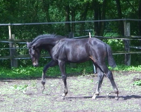 jumper Cyramo (Hanoverian, 2010, from Contendro I) jumper Cyramo (Hanoverian, 2010, from Contendro I)