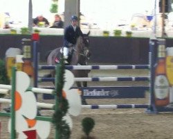 Springpferd Tino 8 (Polnisches Warmblut, 2004, von Luron)