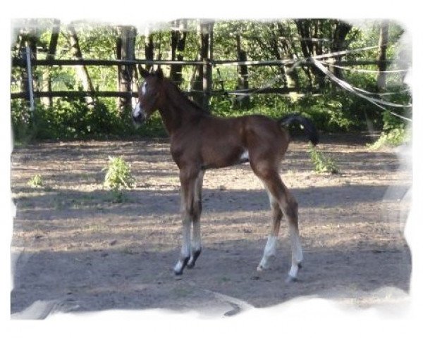 broodmare Venicia (Hanoverian, 2011, from Van Helsing)