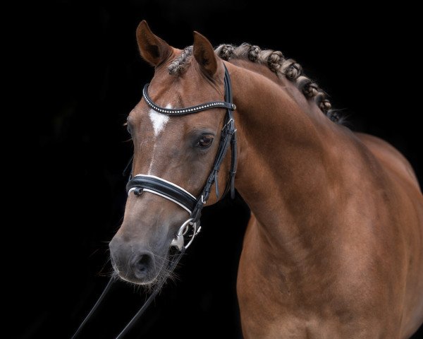 dressage horse Domino Dancing (German Riding Pony, 2011, from Dextro Energy) dressage horse Domino Dancing (German Riding Pony, 2011, from Dextro Energy)