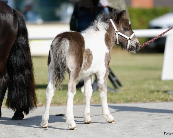 stallion Lichterzaubers Piet (Dt.Part-bred Shetland pony, 2022, from Philius von der Ostsee)