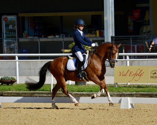 dressage horse Elin's Phönix (German Riding Pony, 2010, from Pius)