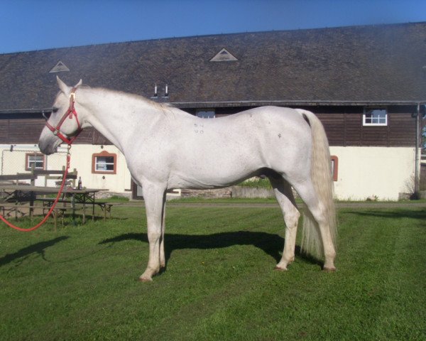 stallion Briket (Tersk, 1990, from Zeitnot) stallion Briket (Tersk, 1990, from Zeitnot)