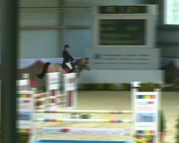 jumper Nibelungenprinz 2 (German Riding Pony, 2006, from Nibelungenheld)