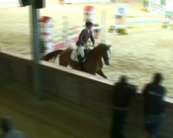 Springpferd Bodessa (KWPN (Niederländisches Warmblut), 2006, von Lord Z)