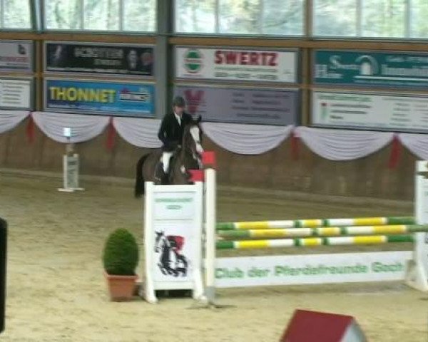 Springpferd Baloumiro 2 (Oldenburger Springpferd, 2006, von Balou du Rouet)