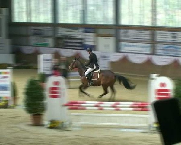 horse Quentin 84 (Rhinelander, 2007, from Quidam's Rubin)