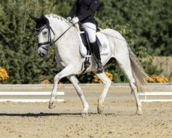 Zuchtstute Happy 163 (Deutsches Reitpony, 2009, von Hilkens Black Delight)