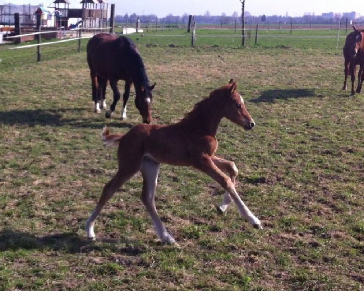 Springpferd Carascada (Hannoveraner, 2012, von Carrico)