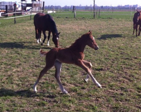 jumper Carascada (Hanoverian, 2012, from Carrico)