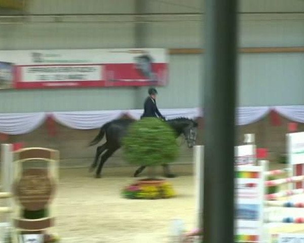 Zuchtstute Cool Cacharel (KWPN (Niederländisches Warmblut), 2007, von Tjungske)